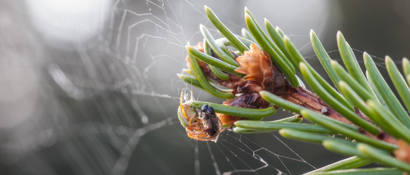 Protect Your Christmas Trees Against Pests JP Pest Services